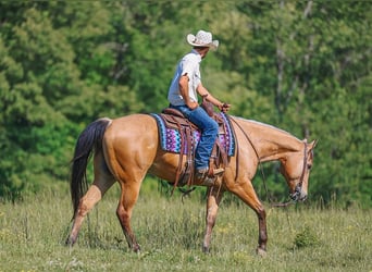 American Quarter Horse, Wallach, 8 Jahre, Buckskin