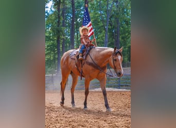American Quarter Horse, Wallach, 8 Jahre, Buckskin