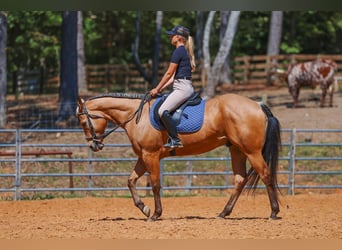 American Quarter Horse, Wallach, 8 Jahre, Buckskin
