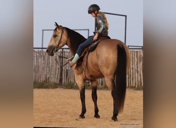 American Quarter Horse, Wallach, 8 Jahre, Buckskin