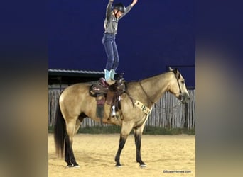 American Quarter Horse, Wallach, 8 Jahre, Buckskin