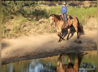 American Quarter Horse, Wallach, 8 Jahre, Buckskin