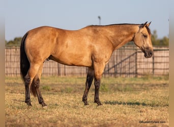 American Quarter Horse, Wallach, 8 Jahre, Buckskin