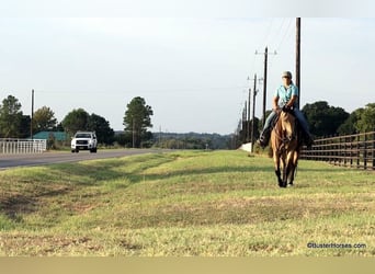 American Quarter Horse, Wallach, 8 Jahre, Buckskin