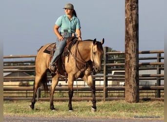 American Quarter Horse, Wallach, 8 Jahre, Buckskin