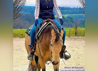 American Quarter Horse, Wallach, 8 Jahre, Buckskin