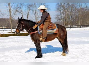 American Quarter Horse, Wallach, 8 Jahre, Dunkelbrauner
