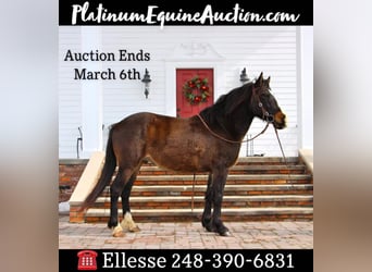 American Quarter Horse, Wallach, 8 Jahre, Dunkelbrauner