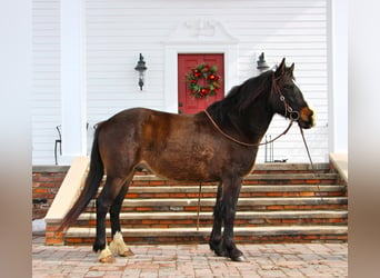 American Quarter Horse, Wallach, 8 Jahre, Dunkelbrauner