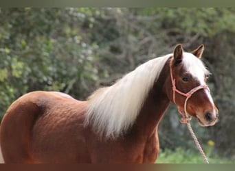 American Quarter Horse, Wallach, 8 Jahre, Dunkelfuchs