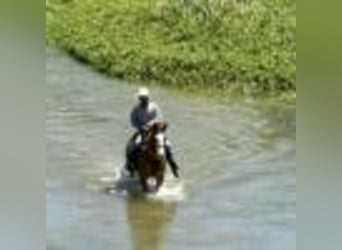 American Quarter Horse, Wallach, 8 Jahre, Dunkelfuchs