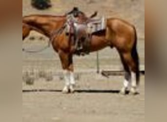 American Quarter Horse, Wallach, 8 Jahre, Dunkelfuchs