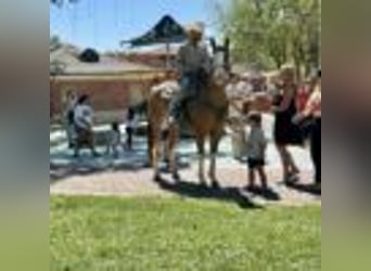 American Quarter Horse, Wallach, 8 Jahre, Dunkelfuchs