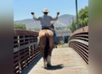 American Quarter Horse, Wallach, 8 Jahre, Dunkelfuchs