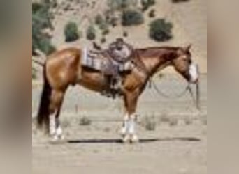 American Quarter Horse, Wallach, 8 Jahre, Dunkelfuchs