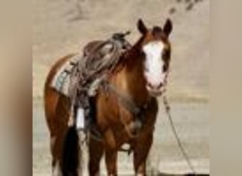 American Quarter Horse, Wallach, 8 Jahre, Dunkelfuchs