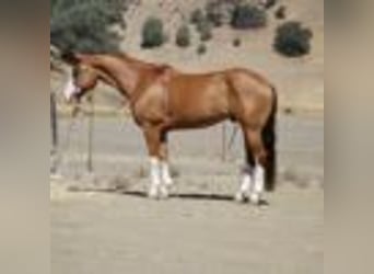 American Quarter Horse, Wallach, 8 Jahre, Dunkelfuchs