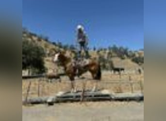 American Quarter Horse, Wallach, 8 Jahre, Dunkelfuchs