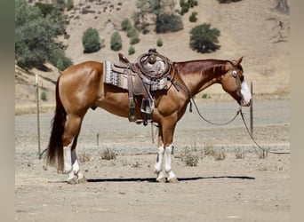American Quarter Horse, Wallach, 8 Jahre, Dunkelfuchs