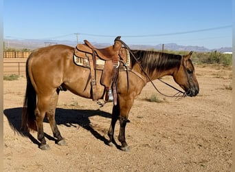 American Quarter Horse, Wallach, 8 Jahre, Falbe