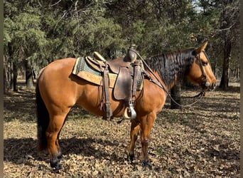 American Quarter Horse, Wallach, 8 Jahre, Falbe