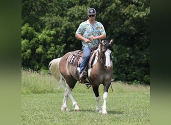 American Quarter Horse, Wallach, 8 Jahre, Grullo