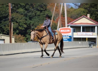 American Quarter Horse, Wallach, 8 Jahre, Grullo