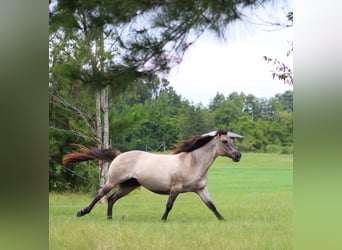 American Quarter Horse, Wallach, 8 Jahre, Grullo