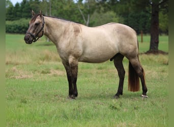 American Quarter Horse, Wallach, 8 Jahre, Grullo
