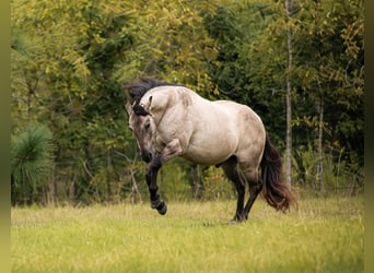 American Quarter Horse, Wallach, 8 Jahre, Grullo