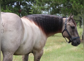American Quarter Horse, Wallach, 8 Jahre, Grullo
