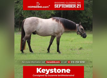 American Quarter Horse, Wallach, 8 Jahre, Grullo