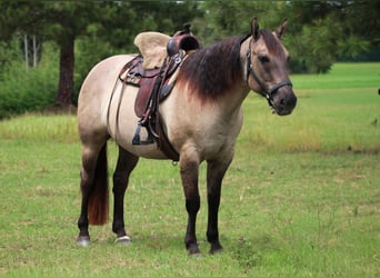 American Quarter Horse, Wallach, 8 Jahre, Grullo