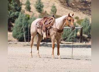 American Quarter Horse, Wallach, 8 Jahre, Palomino