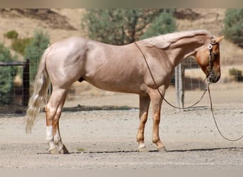 American Quarter Horse, Wallach, 8 Jahre, Palomino
