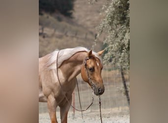 American Quarter Horse, Wallach, 8 Jahre, Palomino