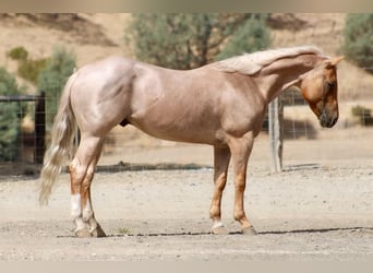 American Quarter Horse, Wallach, 8 Jahre, Palomino