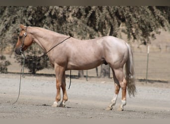 American Quarter Horse, Wallach, 8 Jahre, Palomino