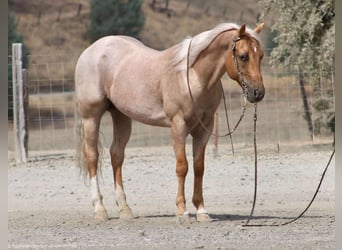 American Quarter Horse, Wallach, 8 Jahre, Palomino