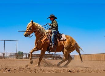 American Quarter Horse, Wallach, 8 Jahre, Palomino