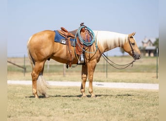 American Quarter Horse, Wallach, 8 Jahre, Palomino