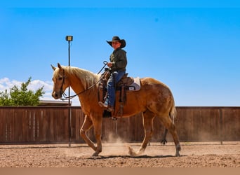 American Quarter Horse, Wallach, 8 Jahre, Palomino