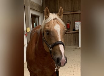 American Quarter Horse, Wallach, 8 Jahre, Palomino