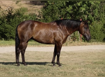 American Quarter Horse, Wallach, 8 Jahre, Rappe