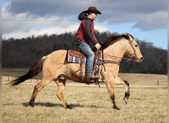 American Quarter Horse, Wallach, 8 Jahre, Rappe