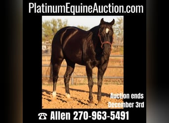 American Quarter Horse, Wallach, 8 Jahre, Rappe