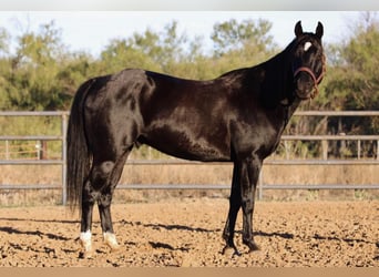 American Quarter Horse, Wallach, 8 Jahre, Rappe