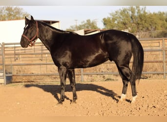 American Quarter Horse, Wallach, 8 Jahre, Rappe