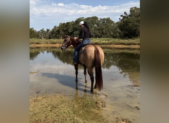 American Quarter Horse, Wallach, 8 Jahre, Red Dun