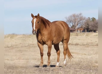 American Quarter Horse, Wallach, 8 Jahre, Red Dun
